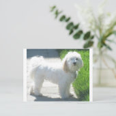 2 Havanese full.png Postkarte (Stehend Vorderseite)