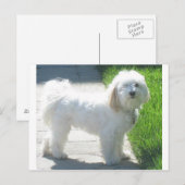 2 Havanese full.png Postkarte (Vorne/Hinten)