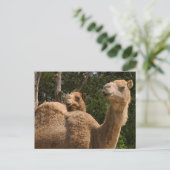 2 Kamele Postkarte (Stehend Vorderseite)