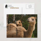 2 Kamele Postkarte (Vorne/Hinten)