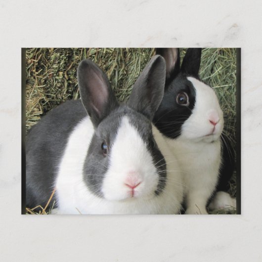 2 Kaninchen Postkarte (Vorderseite)