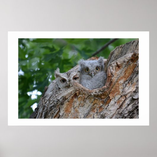 2 kleine Luv-Vögel Poster (Vorne)