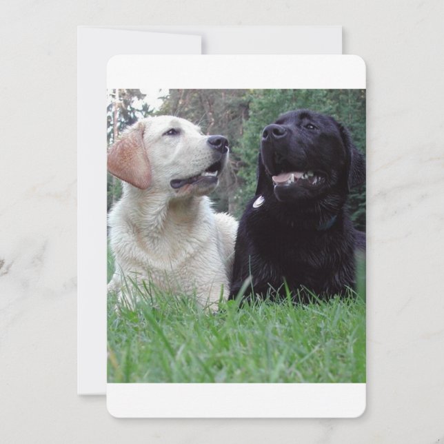 2 Labrador.png (Vorderseite)