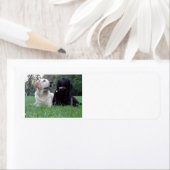 2 Labrador.png (Insitu)