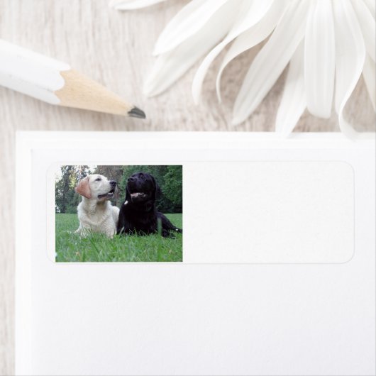 2 Labrador.png (Insitu)