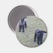 2 Lämmer Magnet (Vorderseite/Rückseite)