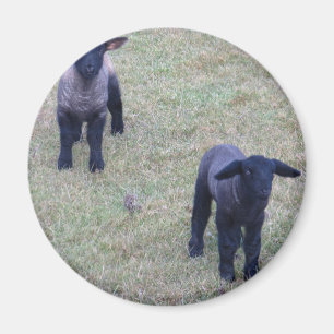 2 Lämmer Magnet