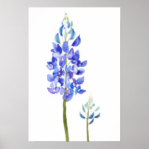 2 lila und blaue botanische Bluebonnet-Wasserfarbe Poster