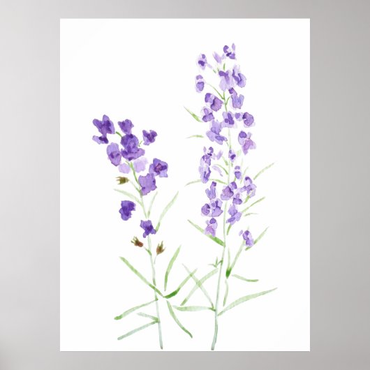 2 LILA WILDBLUME POSTER (Vorne)