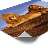 2 Lounges Lions Poster (Ecke)