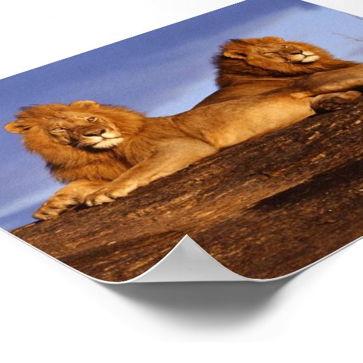 2 Lounges Lions Poster (Ecke)