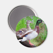 2 Mallards auf einem Zaunmagnet Magnet (Vorderseite/Rückseite)