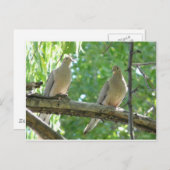 2 Morgentauben Postkarte (Vorne/Hinten)