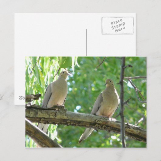 2 Morgentauben Postkarte (Vorne/Hinten)