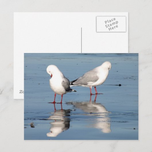 2 Möwen am Strand Postkarte (Vorne/Hinten)