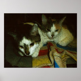 2 neugierige Kätzchen Poster