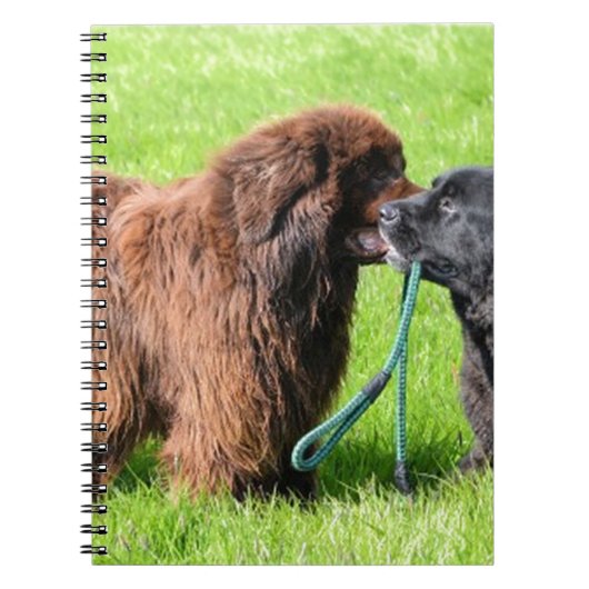 2 newfies.png notizblock (Vorderseite)