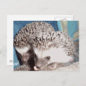 2 niedliche Igel Postkarte (Vorne/Hinten)