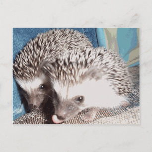 2 niedliche Igel Postkarte