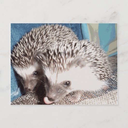 2 niedliche Igel Postkarte (Vorderseite)