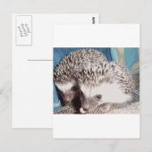 2 niedliche Igel Postkarte (Vorne/Hinten)