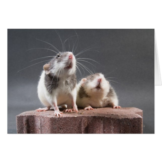 2 niedliche Ratten (Vorderseite (Horizontal))