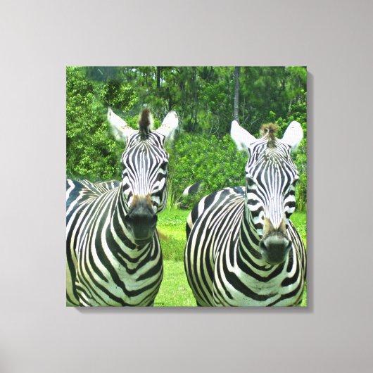 2 Niedliches Zebras Leinwanddruck (Vorderseite)