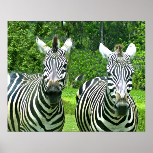 2 Niedliches Zebras Poster (Vorne)