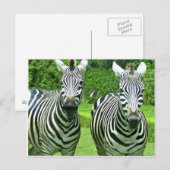 2 Niedliches Zebras Postkarte (Vorne/Hinten)