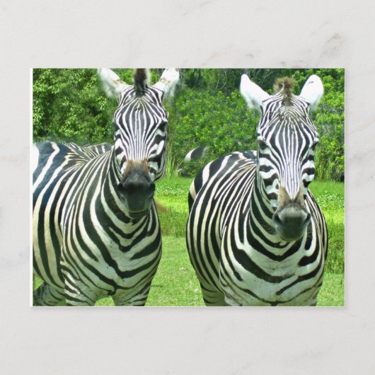 2 Niedliches Zebras Postkarte (Vorderseite)