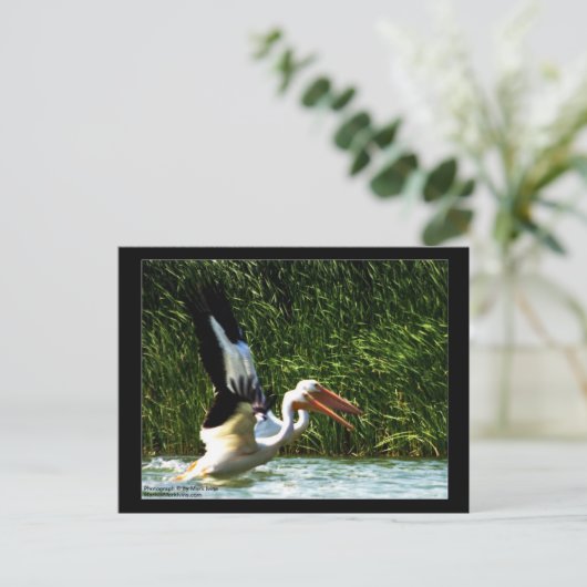 2 Pelikane Postkarte (Stehend Vorderseite)