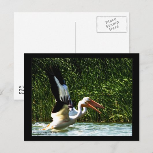 2 Pelikane Postkarte (Vorne/Hinten)