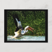 2 Pelikane Postkarte (Vorderseite)