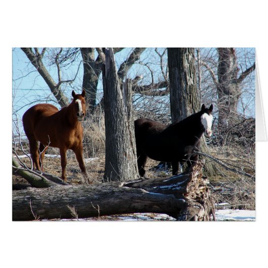 2 Pferde (Vorderseite (Horizontal))