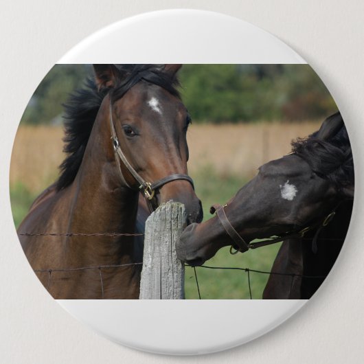 2 Pferde Kauen einer Zaun Post Button (Vorderseite)