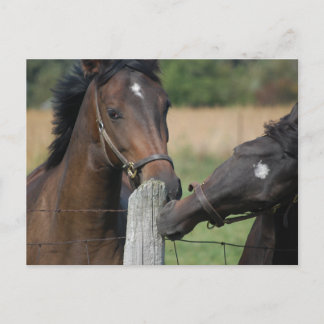 2 Pferde Kauen einer Zaun Post Postkarte