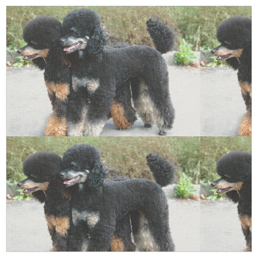 2 Pudel voll Stoff (Nahaufnahme)