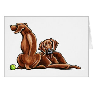 2 Rhodesian Ridgebacks