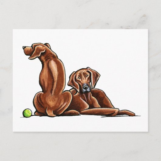 2 Rhodesian Ridgebacks Postkarte (Vorderseite)