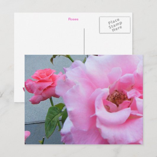 2 Rose Postkarte (Vorne/Hinten)