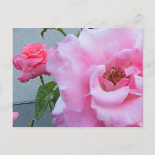 2 Rose Postkarte (Vorderseite)