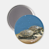 2 Schildkröten auf einem Felsen Magnet (Vorderseite/Rückseite)