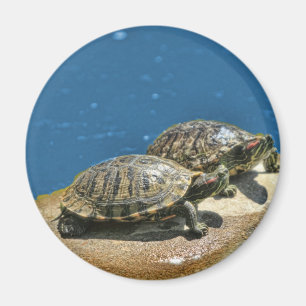 2 Schildkröten auf einem Felsen Magnet
