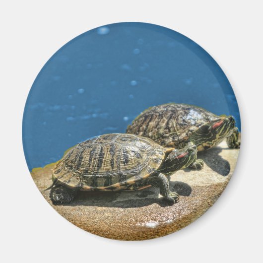 2 Schildkröten auf einem Felsen Magnet (Vorne)