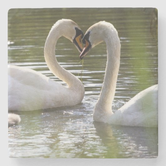 2 Schwäne im Wasser Steinuntersetzer (Vorderseite)