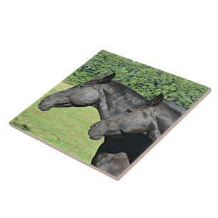 2 Schwarze Pferde Kopf zu Kopf Fliese