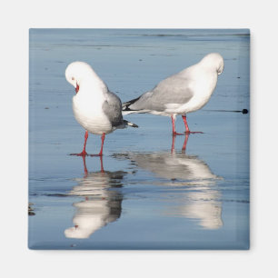 2 Seemöwen auf einem Strand Magnet
