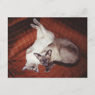 2 Siamkatzen: Tortie und Siegel Point Postkarte