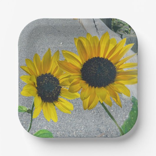 2 Sonnenblumen Hochzeit oder Landessen Pappteller (Vorderseite)