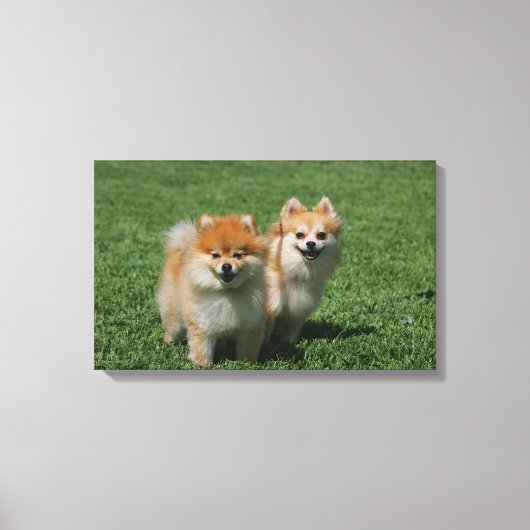 2 Spitz Kamera Leinwanddruck (Vorderseite)